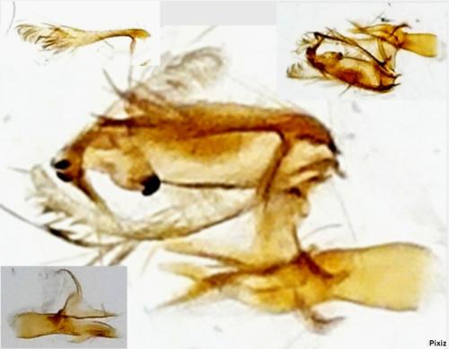 Aproaerema wormiella